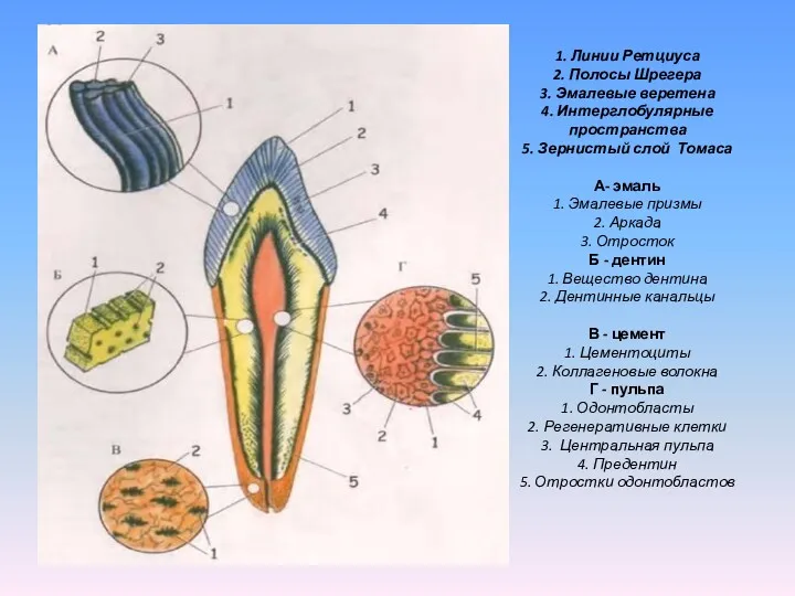 1. Линии Ретциуса 2. Полосы Шрегера 3. Эмалевые веретена 4.