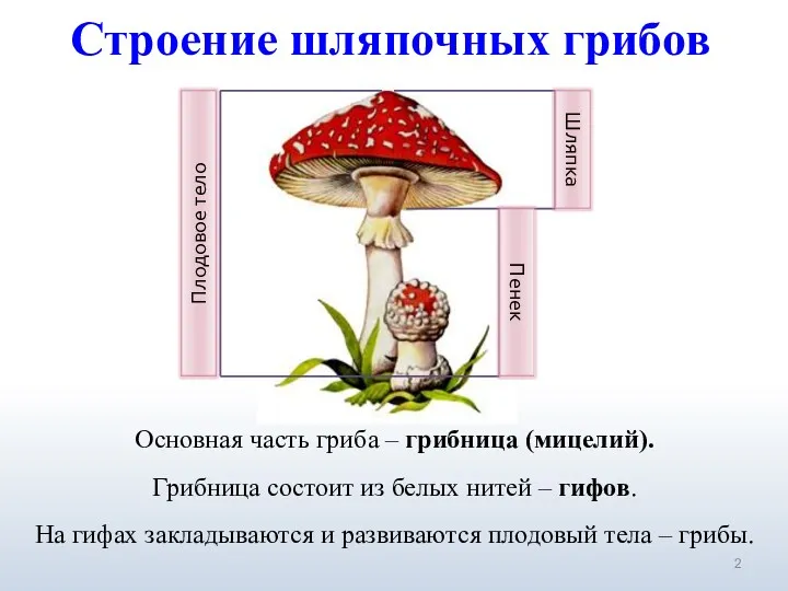 Строение шляпочных грибов Основная часть гриба – грибница (мицелий). Грибница