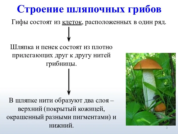 Гифы состоят из клеток, расположенных в один ряд. Шляпка и