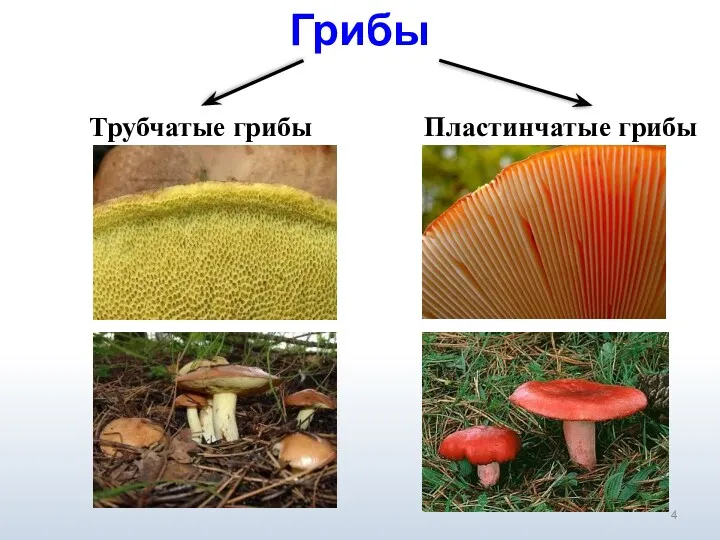 Грибы Трубчатые грибы Пластинчатые грибы