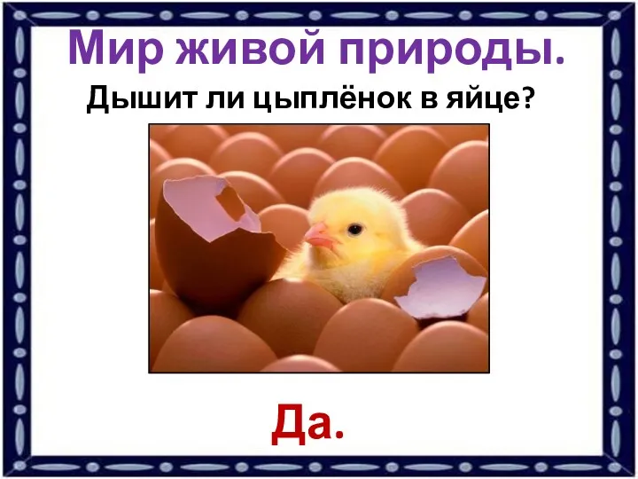 Мир живой природы. Дышит ли цыплёнок в яйце? Да.