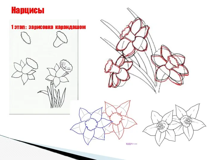 Нарцисы 1 этап : зарисовка карандашом