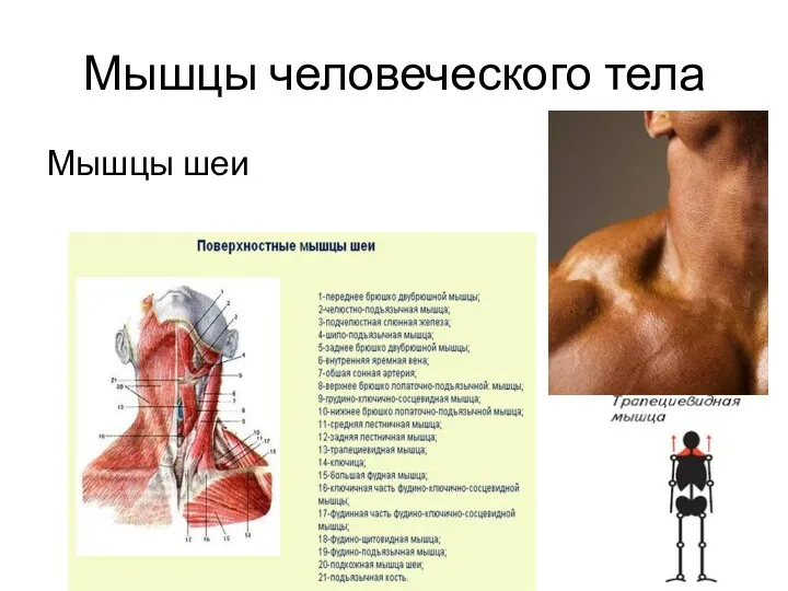 Мышцы человеческого тела Мышцы шеи