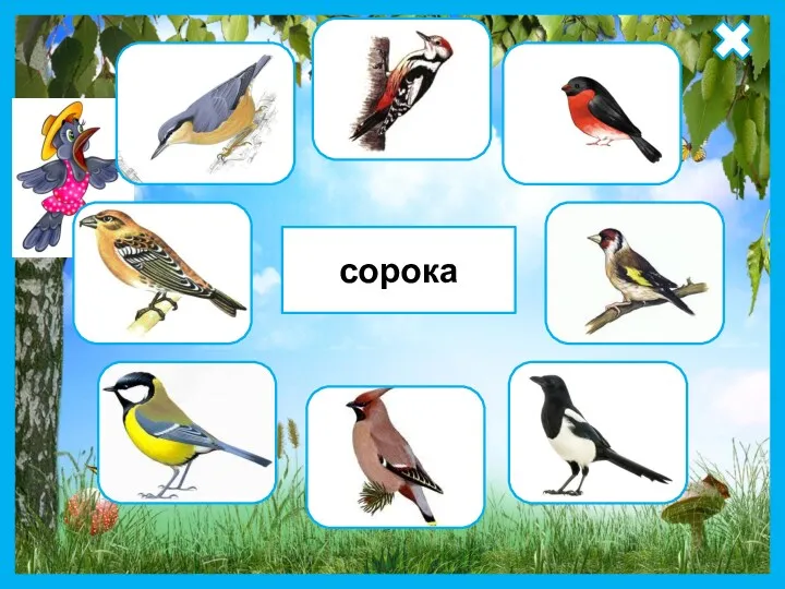 сорока