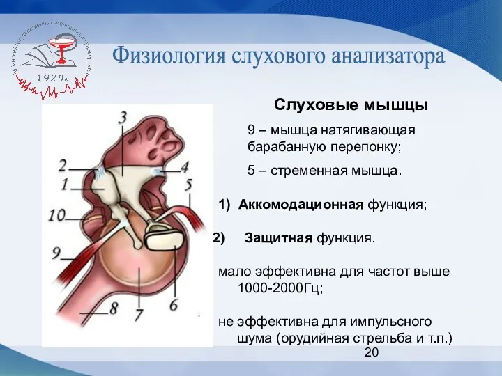 Физиология слухового анализатора Слуховые мышцы 9 – мышца натягивающая барабанную перепонку; 5 –