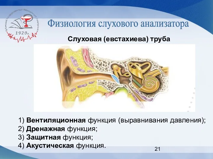 Физиология слухового анализатора Слуховая (евстахиева) труба 1) Вентиляционная функция (выравнивания давления); 2) Дренажная