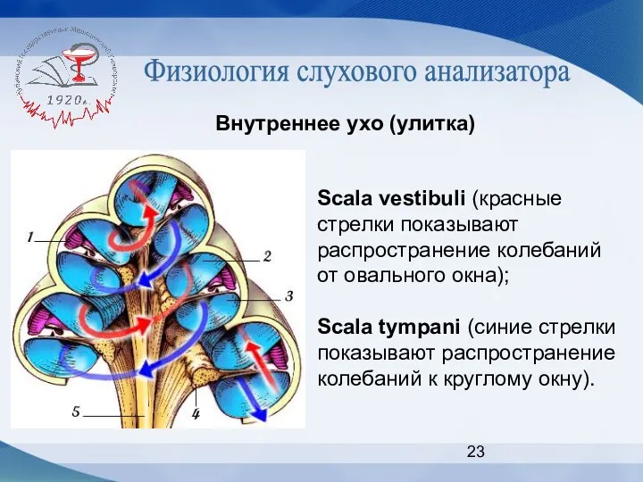 Физиология слухового анализатора Внутреннее ухо (улитка) Scala vestibuli (красные стрелки показывают распространение колебаний
