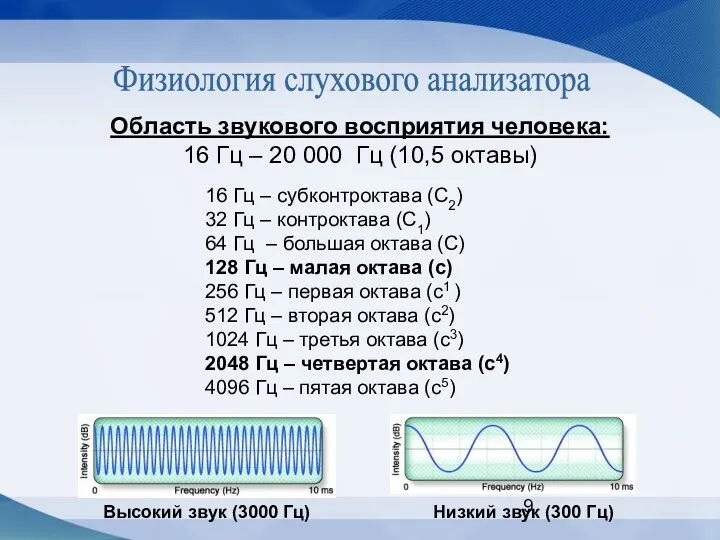 Физиология слухового анализатора Высокий звук (3000 Гц) Низкий звук (300