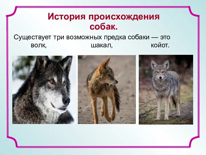 Существует три возможных предка собаки — это волк, шакал, койот. История происхождения собак.