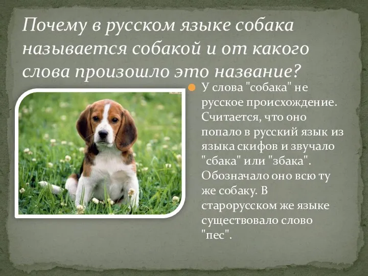 Почему в русском языке собака называется собакой и от какого