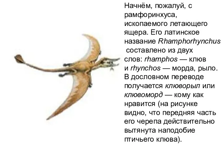 Начнём, пожалуй, с рамфоринхуса, ископаемого летающего ящера. Его латинское название