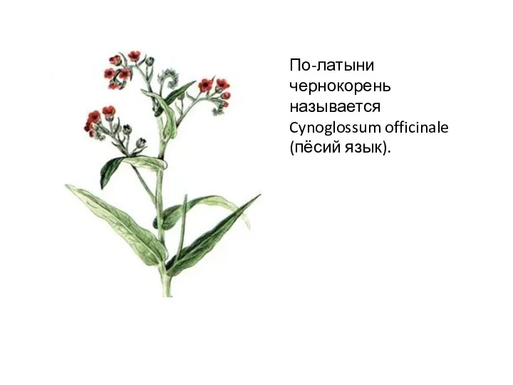 По-латыни чернокорень называется Cynoglossum officinale (пёсий язык).