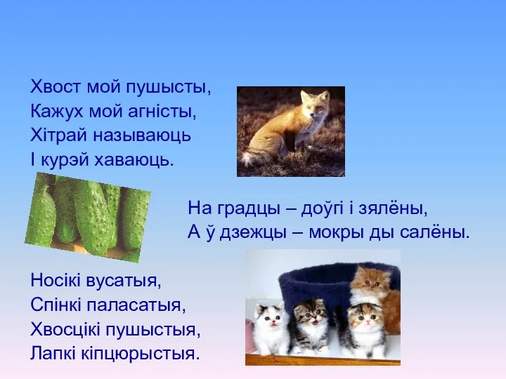 Хвост мой пушысты, Кажух мой агністы, Хітрай называюць І курэй