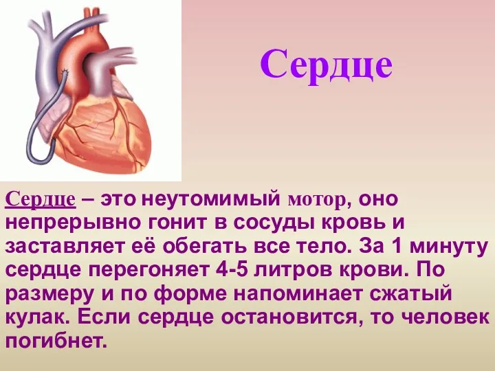 Сердце Сердце – это неутомимый мотор, оно непрерывно гонит в