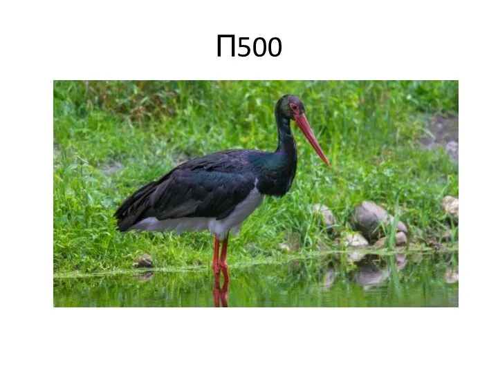 П500