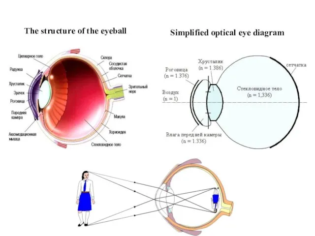 The structure of the eyeball Simplified optical eye diagram