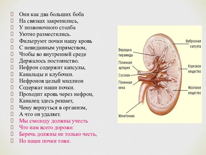 Они как два больших боба На связках закрепились, У позвоночного