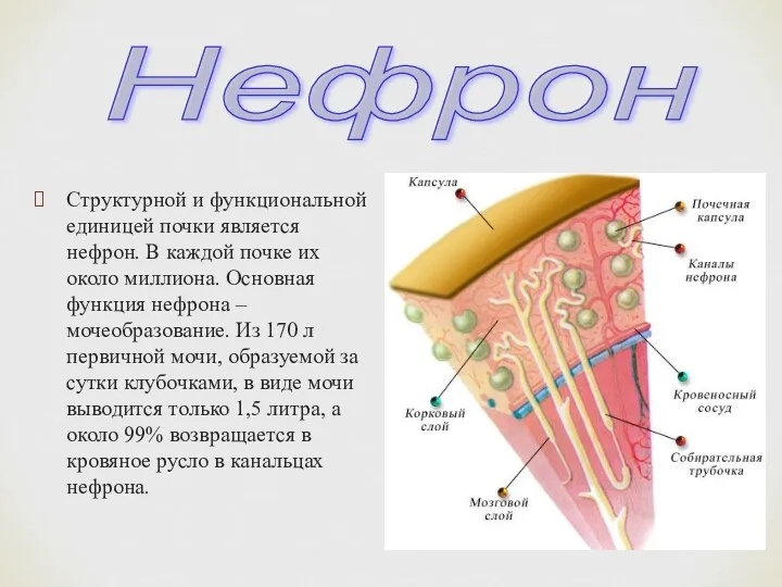 Структурной и функциональной единицей почки является нефрон. В каждой почке