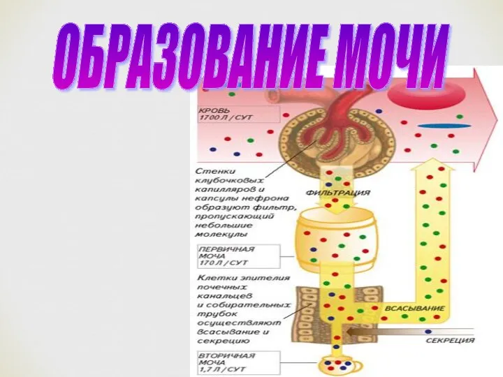 ОБРАЗОВАНИЕ МОЧИ