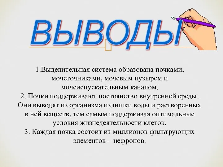 1.Выделительная система образована почками, мочеточниками, мочевым пузырем и мочеиспускательным каналом.