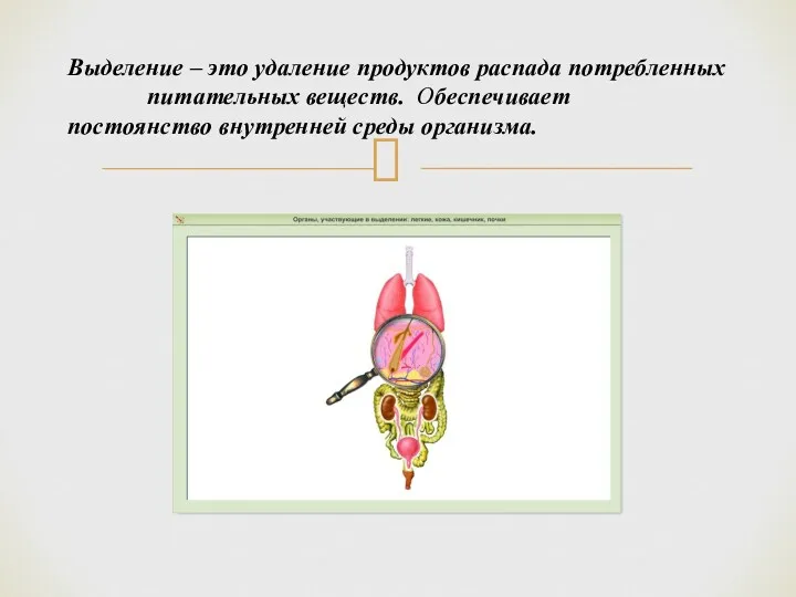 Выделение – это удаление продуктов распада потребленных питательных веществ. Обеспечивает постоянство внутренней среды организма.