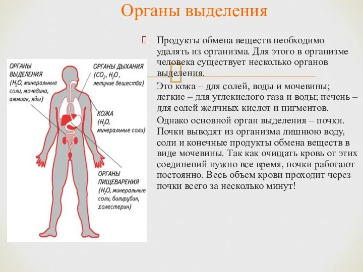 Продукты обмена веществ необходимо удалять из организма. Для этого в