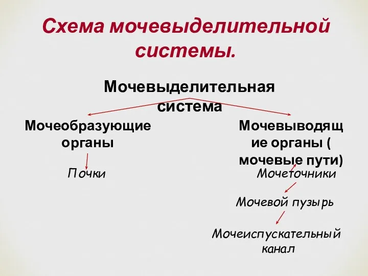 Схема мочевыделительной системы. Мочевыделительная система Мочеобразующие органы Мочевыводящие органы (