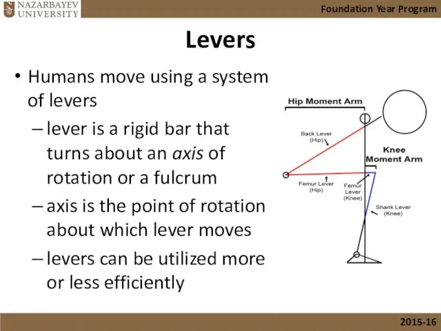 Levers Humans move using a system of levers lever is