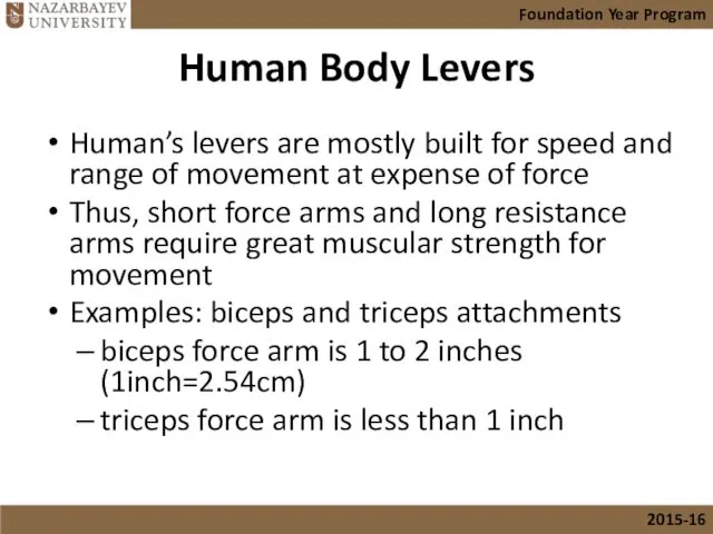 Human Body Levers Human’s levers are mostly built for speed