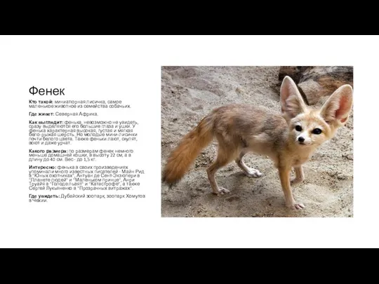 Фенек Кто такой: миниатюрная лисичка, самое маленькое животное из семейства