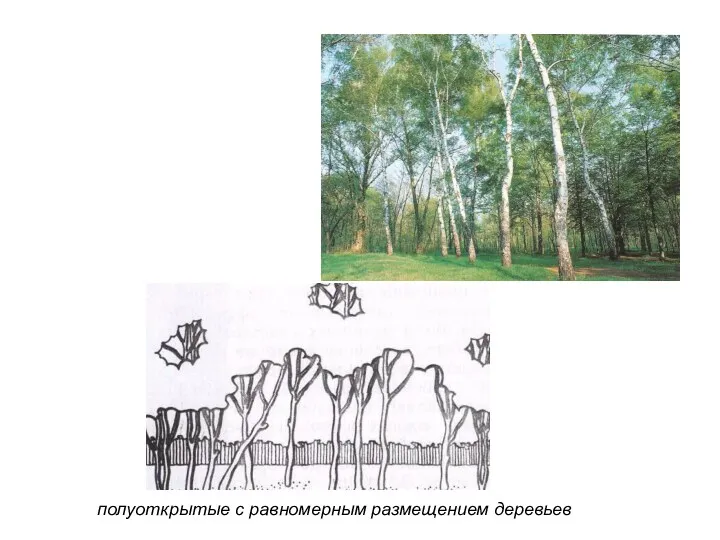 полуоткрытые с равномерным размещением деревьев