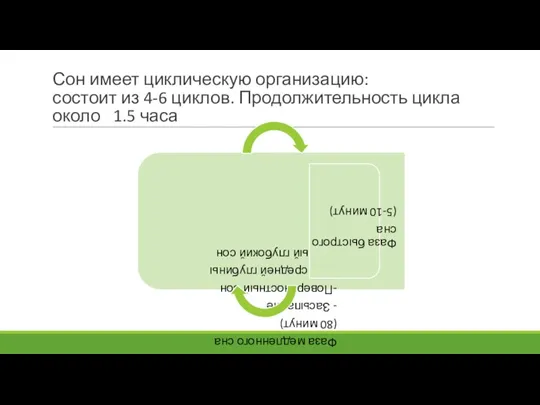 Сон имеет циклическую организацию: состоит из 4-6 циклов. Продолжительность цикла около 1.5 часа