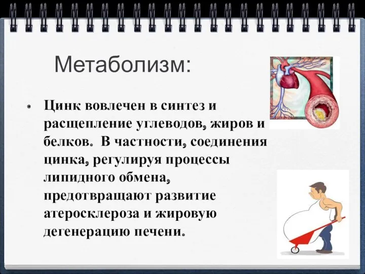 Метаболизм: Цинк вовлечен в синтез и расщепление углеводов, жиров и