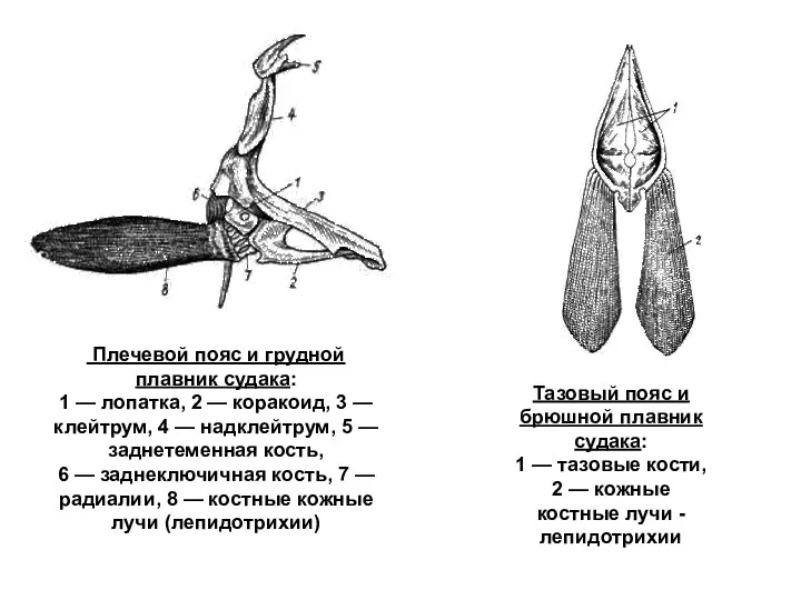 Плечевой пояс и грудной плавник судака: 1 — лопатка, 2