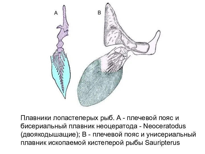 Плавники лопастеперых рыб. A - плечевой пояс и бисериальный плавник