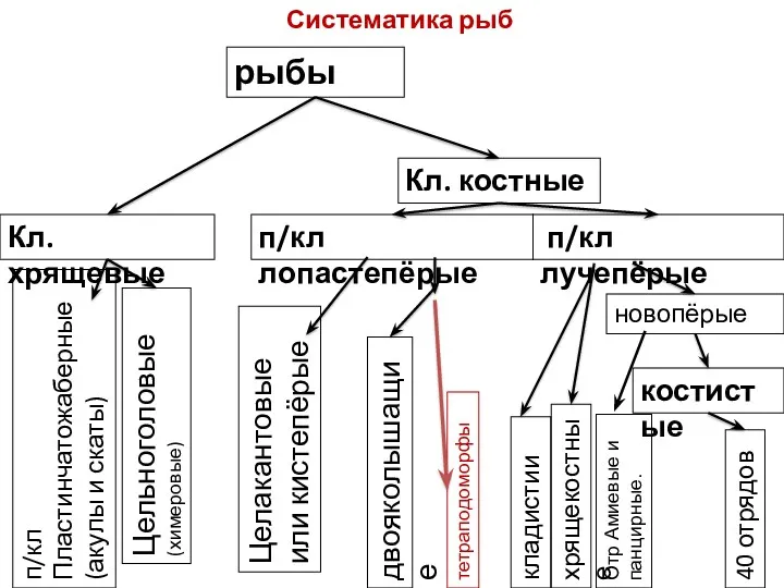 рыбы Кл. хрящевые Кл. костные п/кл Пластинчатожаберные (акулы и скаты)