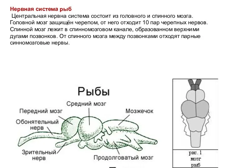 Нервная система рыб Центральная нервна система состоит из головного и