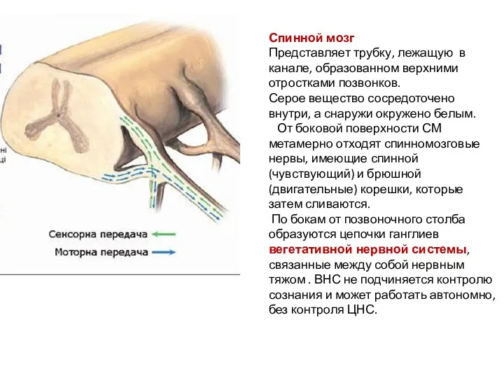 Спинной мозг Представляет трубку, лежащую в канале, образованном верхними отростками