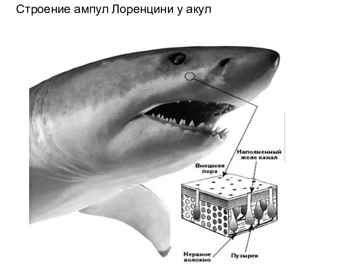 Строение ампул Лоренцини у акул