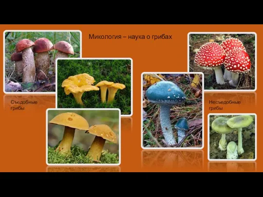 Микология – наука о грибах Съедобные грибы Несъедобные грибы