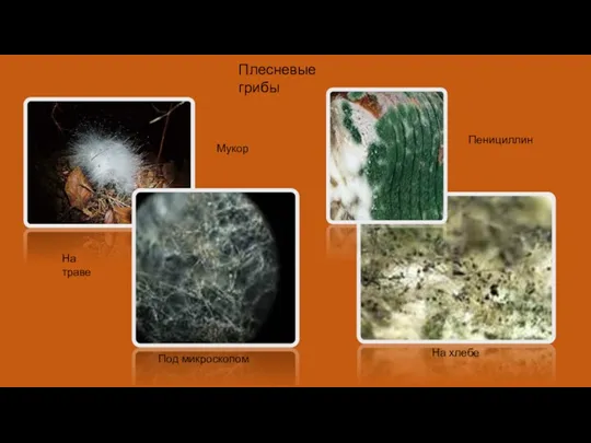 Плесневые грибы Под микроскопом На хлебе На траве Пенициллин Мукор