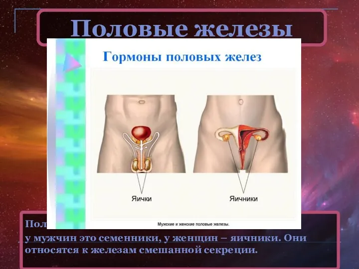 Половые железы Половые железы: у мужчин это семенники, у женщин