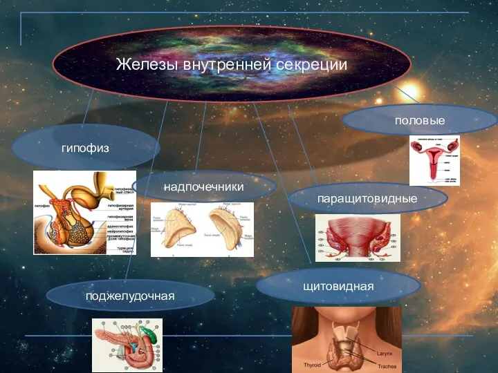 Железы внутренней секреции