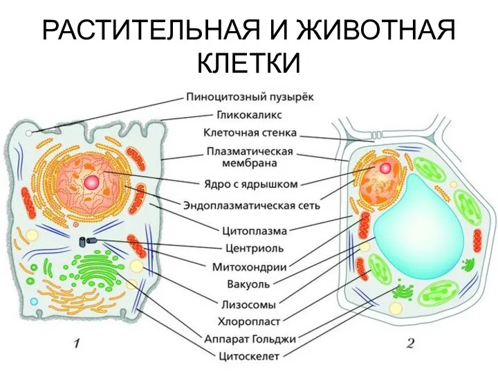 РАСТИТЕЛЬНАЯ И ЖИВОТНАЯ КЛЕТКИ