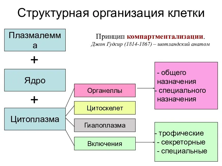 Структурная организация клетки Плазмалемма Ядро Цитоплазма Органеллы Цитоскелет Гиалоплазма Включения