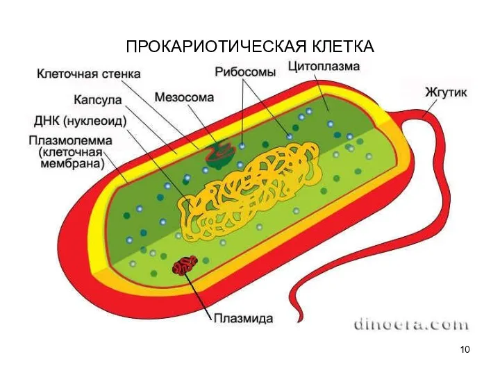 ПРОКАРИОТИЧЕСКАЯ КЛЕТКА