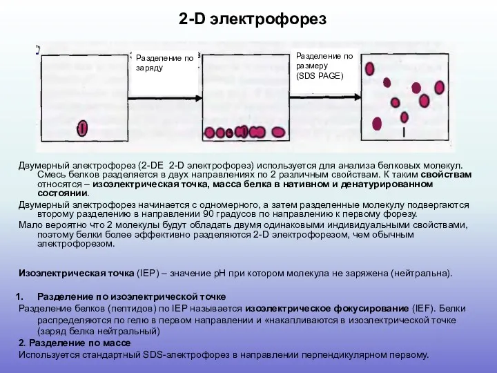 2-D электрофорез Двумерный электрофорез (2-DE 2-D электрофорез) используется для анализа