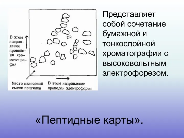 «Пептидные карты». Представляет собой сочетание бумажной и тонкослойной хроматографии с высоковольтным электрофорезом.