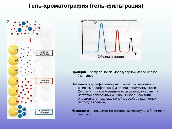 Гель-хроматография (гель-фильтрация) Принцип – разделение по молекулярной массе белков (пептидов)