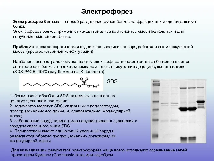 Электрофорез Электрофорез белков — способ разделения смеси белков на фракции